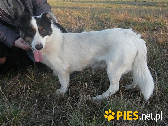 Rocky śliczny jegomość do adopcji
